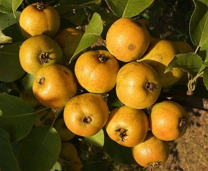 گۆیژ بەرهەمێک وەک خۆراکی دڵ - ئایندەسازى